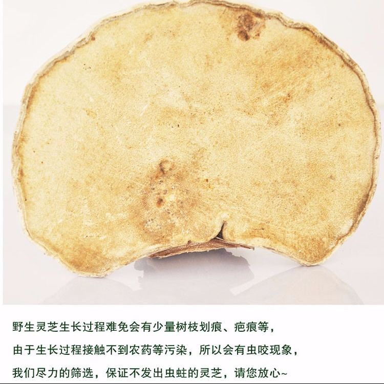 野生白灵芝 东北白桦树灵芝 完整灵芝玉芝整枝林芝桦剥管菌