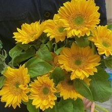 迷你向日葵 昆明呈贡向日葵鲜切花迷你向日葵斗南基地批发 1支