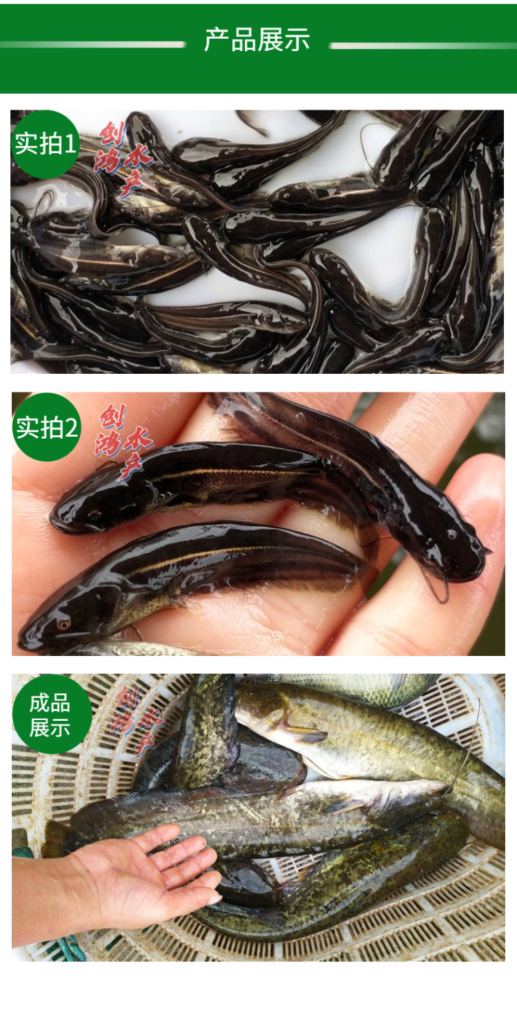 【2021新苗】优质鲶鱼苗 杂交大口鲶苗 南方大口鲶鱼苗 全国可养
