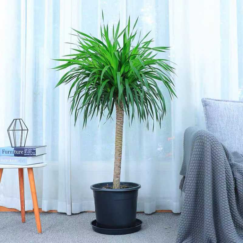 龙须树大型绿植多头龙血树龙铁树室内客厅盆栽花卉植物办公室盆景