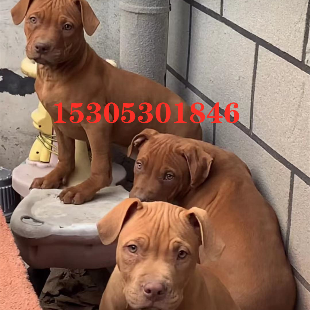 出售比特犬幼犬活体大骨架黄色咖啡色黑色比特狗狗比特多少一只