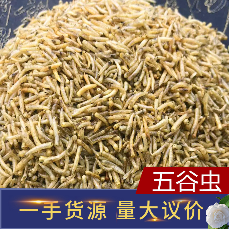 新货无熏染五谷虫中药材虫蛆无菌蝇蛆宠物粮食五谷虫现货批发零售