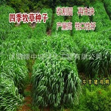 北方耐寒黑麦草子种籽四季多年生养殖草种鸡鸭牛羊鱼草畜牧草种子