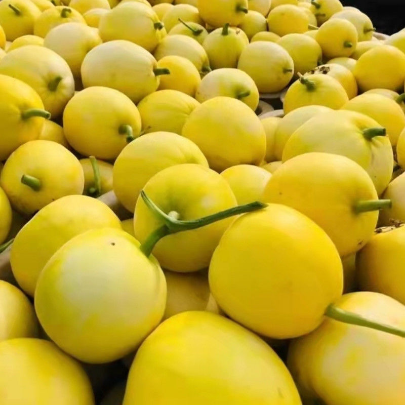 小蜜蜂甜瓜山东星甜20蜜罐新鲜水果香瓜脆黄金瓜爆甜大果一件代发