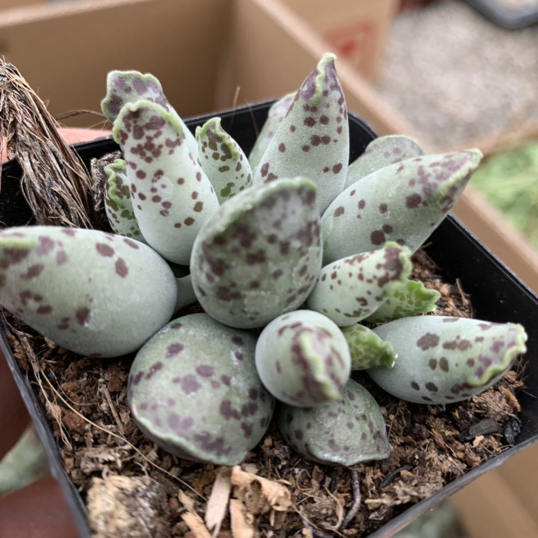 多头群生海豹水泡 水泡多肉植物 室内好养 盆栽稀有萌肉肉