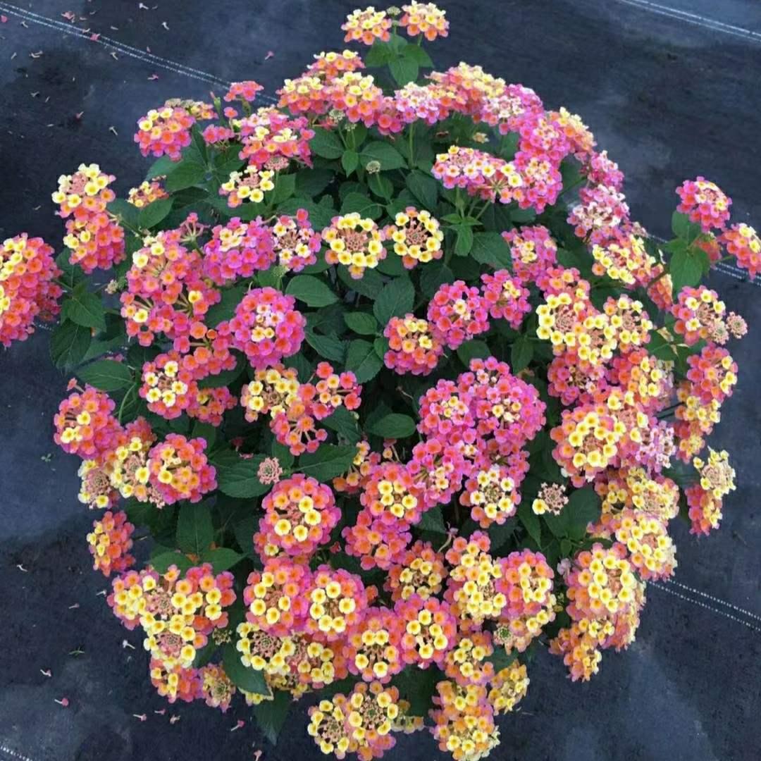 2211基地批发 供应 五色梅 棒棒糖 盆栽 花境植物 花灌木