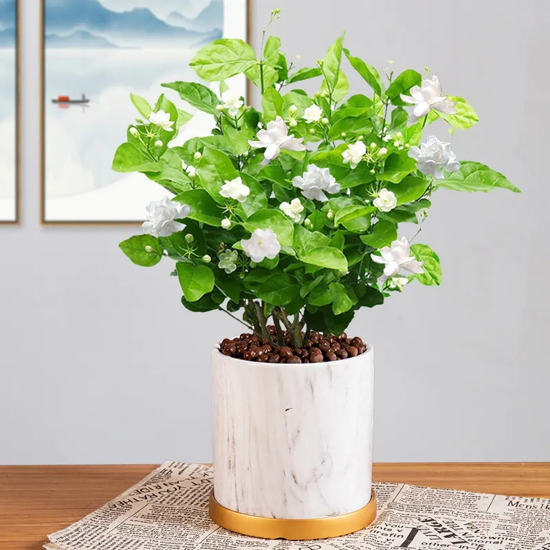 茉莉花苗盆栽带花苞九里香老桩水培花卉大全绿植物室内四季开包邮