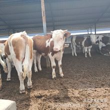 出售多品种西门塔尔牛 改良肉牛犊 夏洛莱利木赞牛苗 山东养牛场