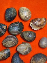 阿拉善玛瑙 筋脉玛瑙 龟背经脉石 地表老货 龟背筋脉 绝品_阿里巴巴找