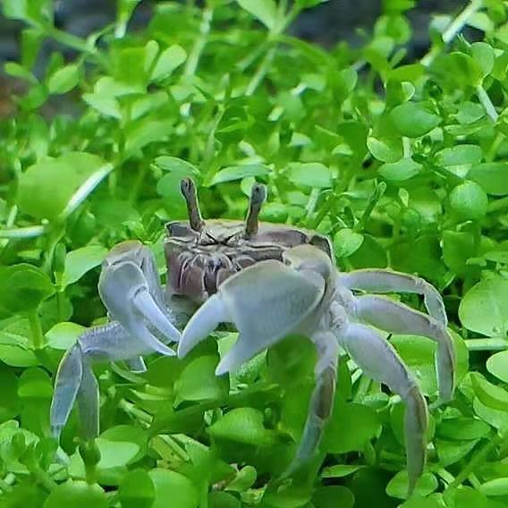 辣椒蟹活体螃蟹迷你观赏蟹淡水深水观赏蟹,可鱼虾混养水族箱宠物