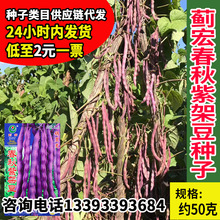 蓟宏春秋紫架豆种子 豆角种子 蔬菜种子 抗旱抗倒伏 荚长早熟