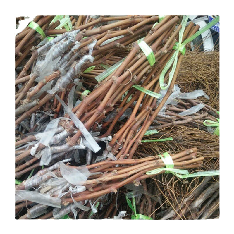 嫁接 富士之辉葡萄苗 南方北方种植山东青岛基地批发新品种价格低