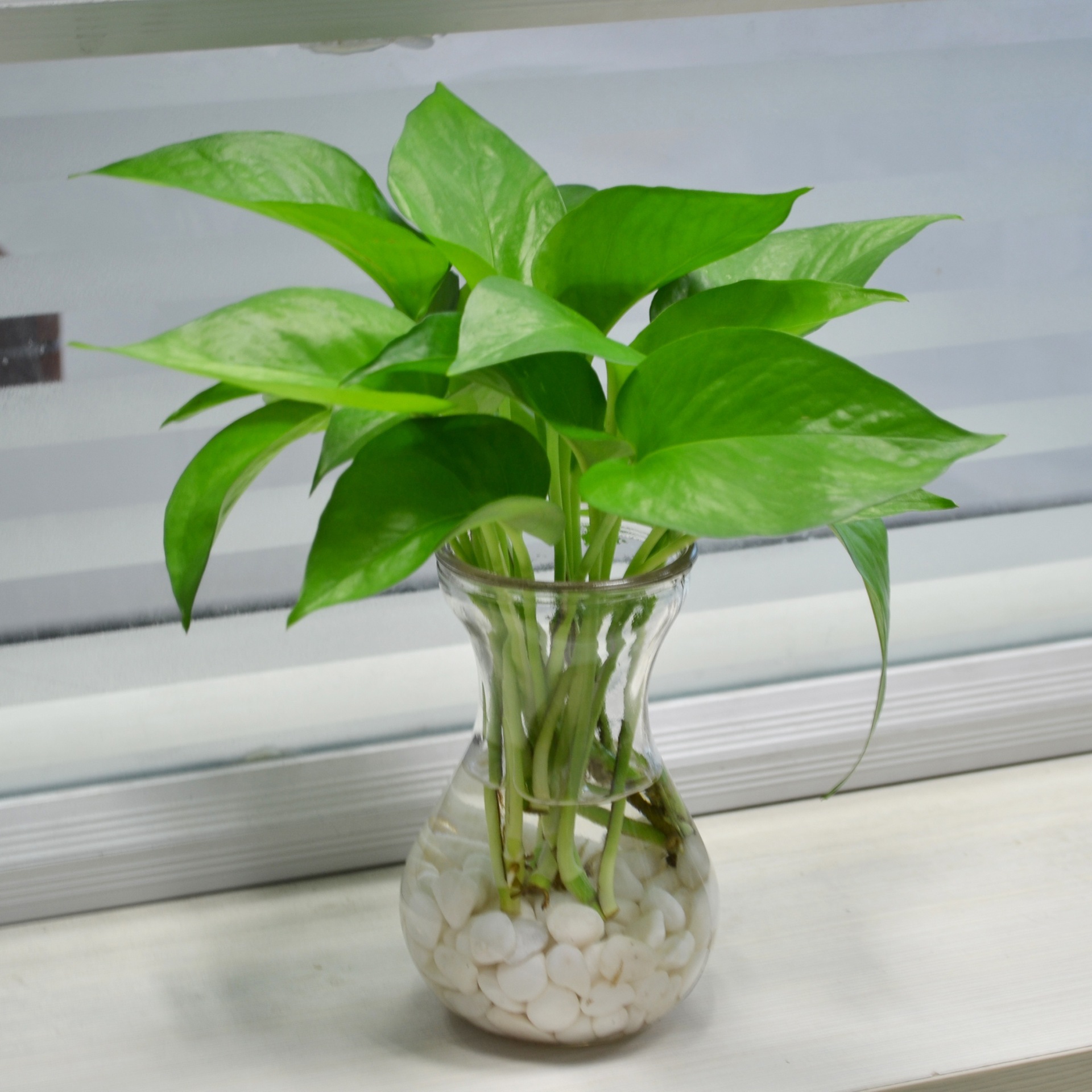 储水绿萝水培玻璃瓶小盆栽长藤吊兰植物室内绿植吸除甲醛净化空气