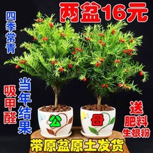 红豆杉盆栽室内外耐寒耐荫植物南方红豆杉树苗四季长青大型绿植物