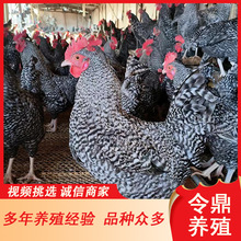 养殖基地出售芦花鸡活鸡苗 纯种芦花鸡 五黑鸡 火鸡等小鸡苗活体