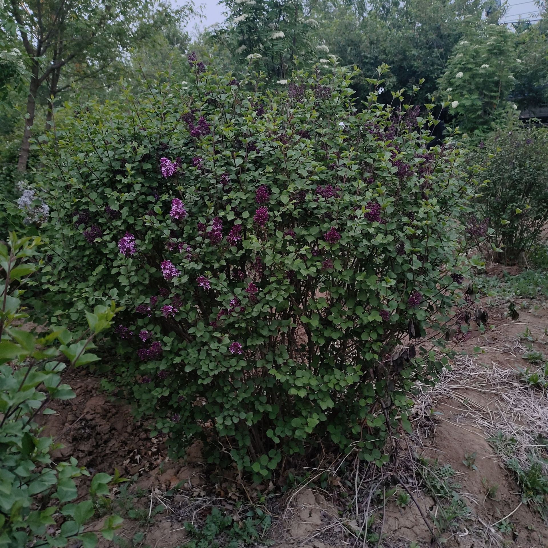 小叶丁香球 紫丁香大堆紫丁香球 四季丁香绿篱 坡地绿化球 行道树