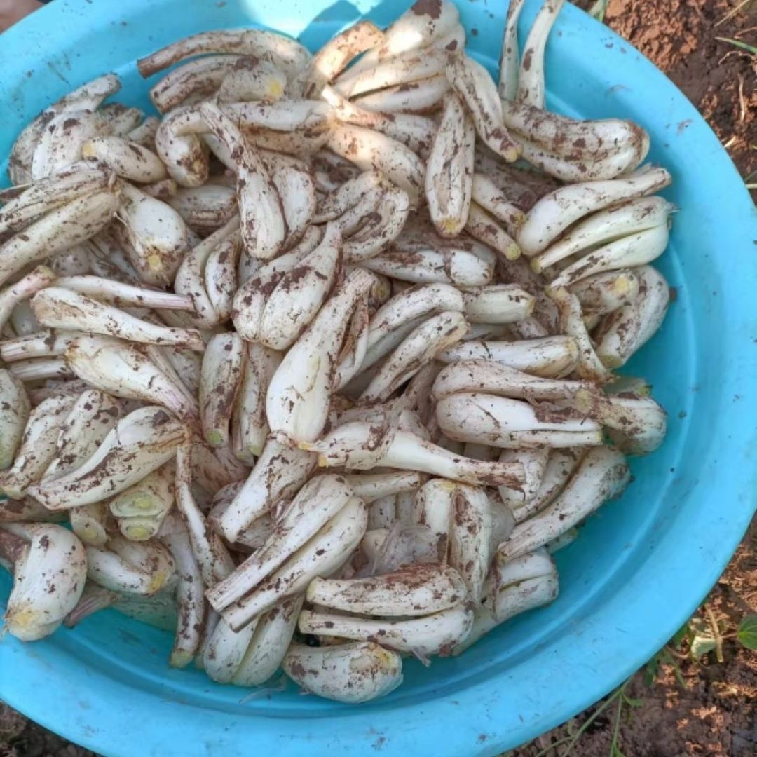 四川现挖藠头新鲜教头大个湖南嫩茭头无根无叶荞头蔬菜下饭菜批发