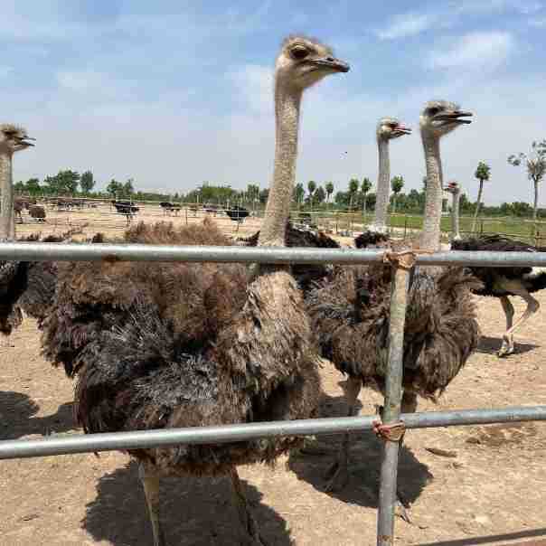 非洲鸵鸟可下鸵鸟蛋繁殖幼鸟活体脱温鸵鸟苗幼苗崽一对澳洲种鸵鸟
