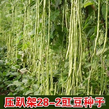 压趴架豆角春秋庭院易种蔬菜豇豆干枝梅长豆角种子