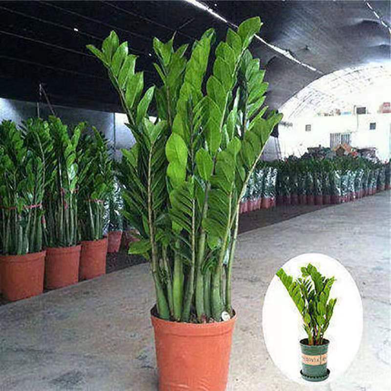 金钱树盆栽植物室内客厅绿植摇钱树办公室盆栽绿色植物盆景