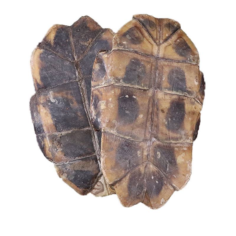 批发供应中药材龟板 生龟板 规格齐全承接订单龟板农产品