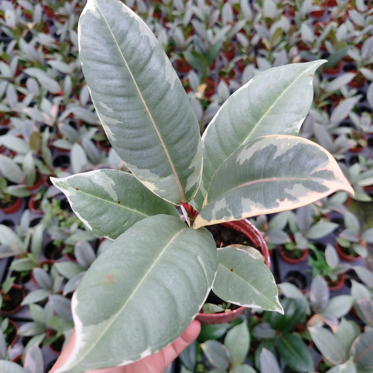 橡皮树红关公盆栽居家植物盆栽室内好养型 植物大盆花金刚