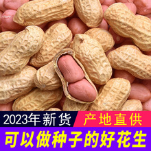 热卖带壳生花生2023年5斤新鲜晒干高产种子薄壳炒熟原味粉红皮花