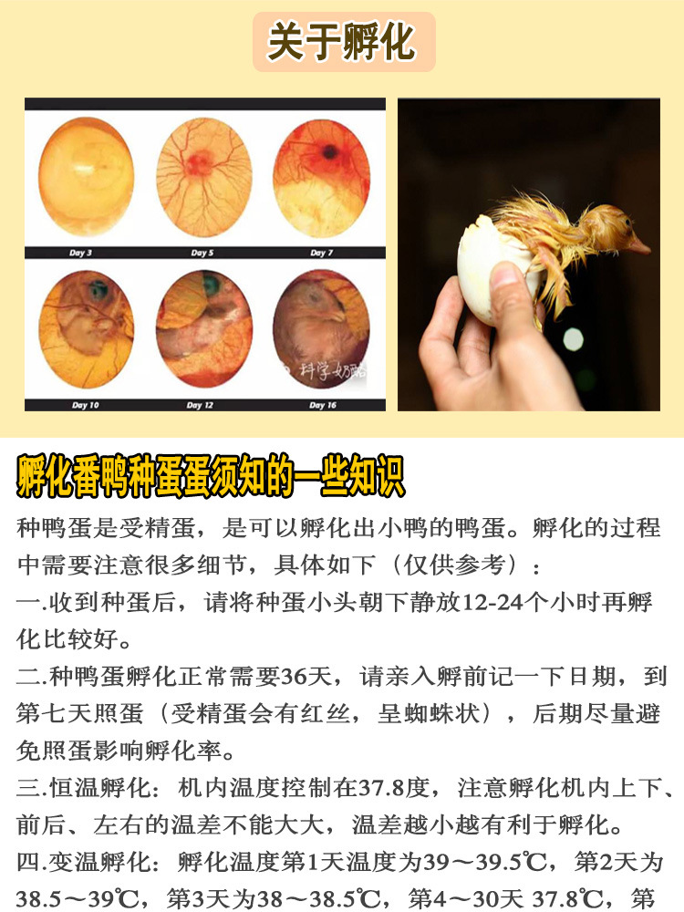 洋鸭蛋可孵化番鸭种蛋受精蛋红脸美洲雁小黄鸭农场黑洋鸭受精种蛋