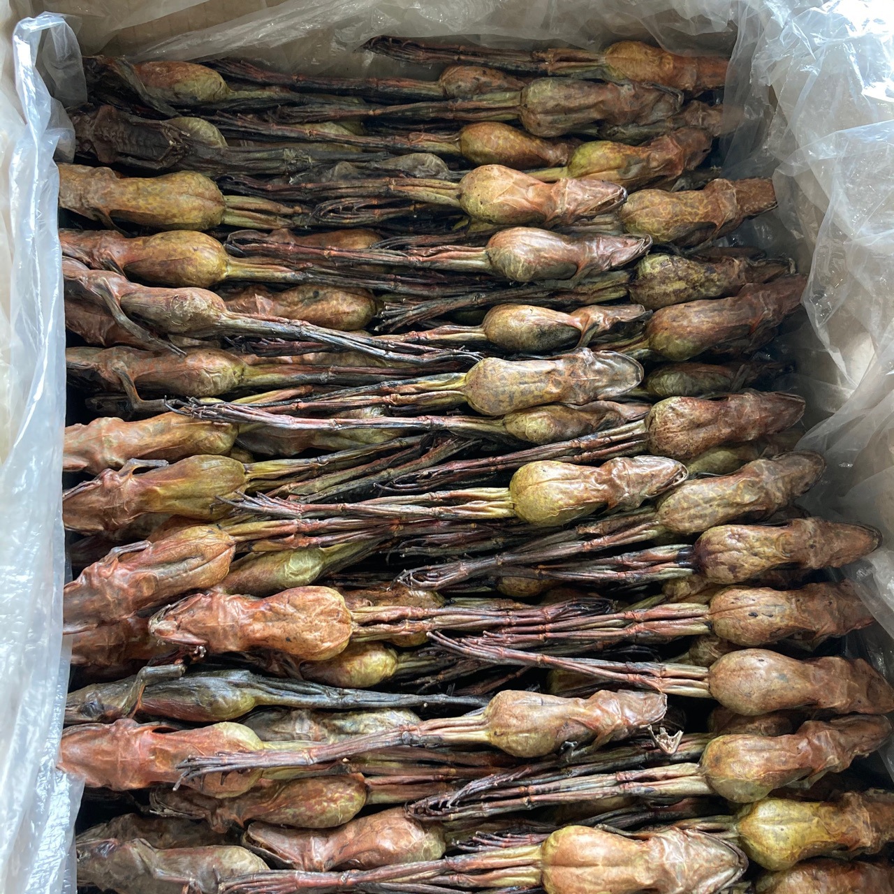 林蛙干 雪蛤干整只东北长白山林蛙干10克一支雪蛤油正品林蛙油