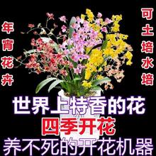 文心兰梦香兰水载带花苞水培植物孟香兰闻心兰室内香水味盆栽水养