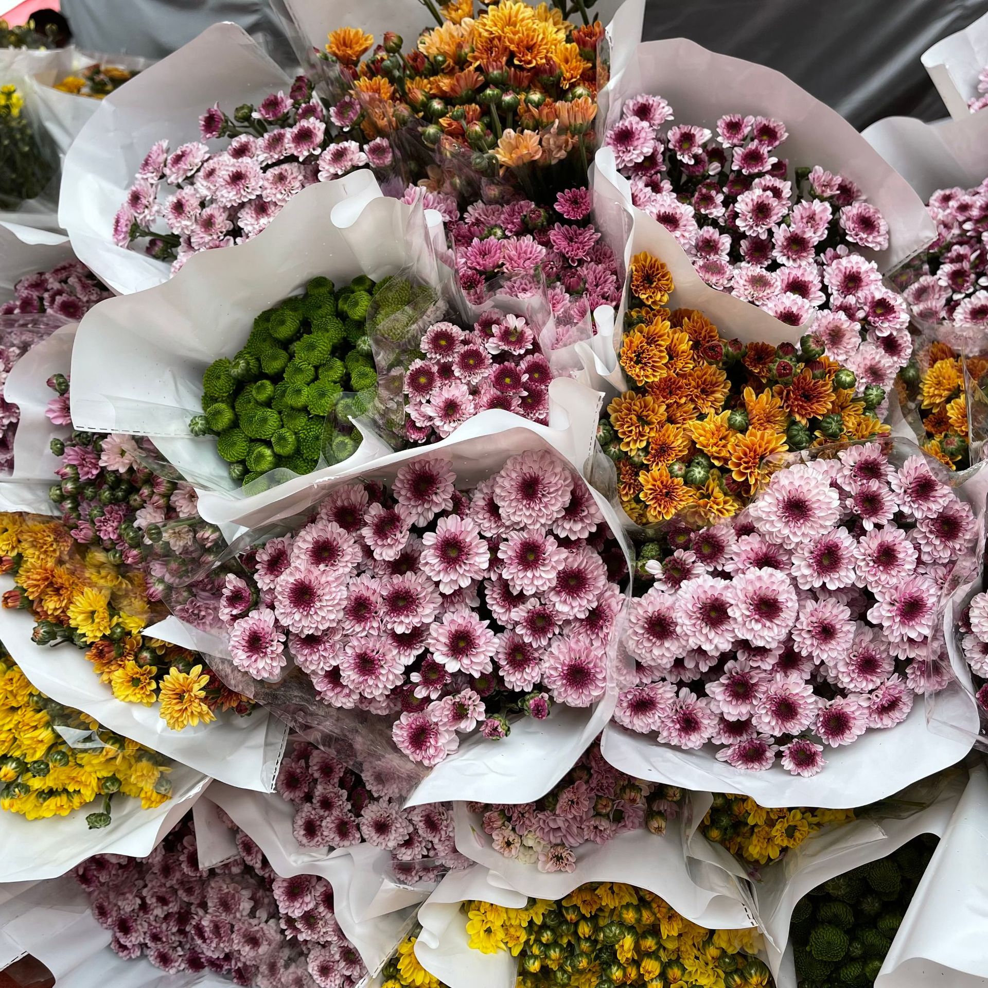 【多头小菊】昆明鲜花批发 各色多头小雏菊长花期 10枝/扎