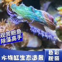 海缸海水生物鲍鱼宠物除藻清洁海洋小生物观赏鱼造景彩贝鲍鱼