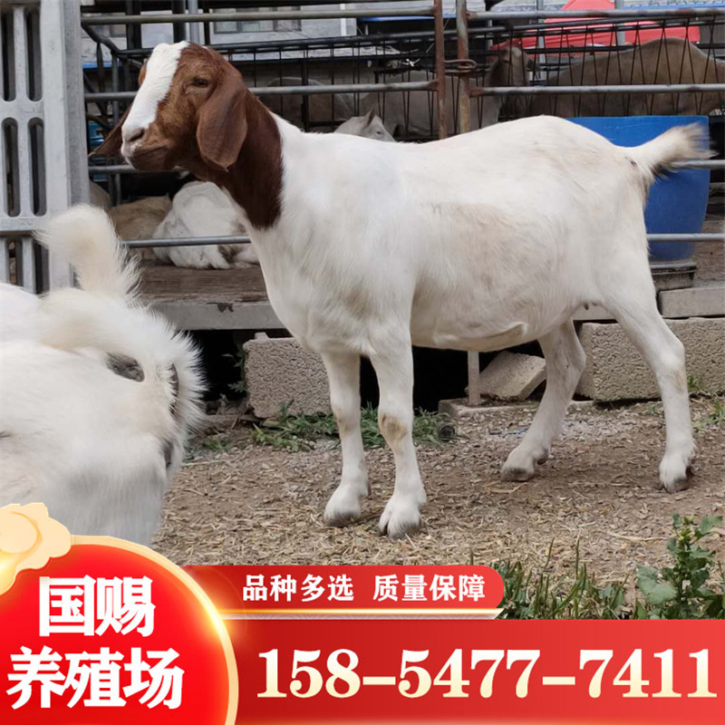 波尔山羊的养殖方法 山东波尔羊 波尔山羊一斤-阿里巴巴