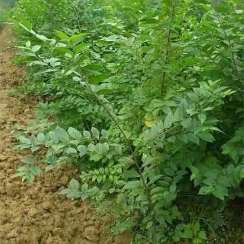 小叶朴树种子大叶朴树种子沙朴净种子珊瑚朴红皮朴树籽观赏树种子
