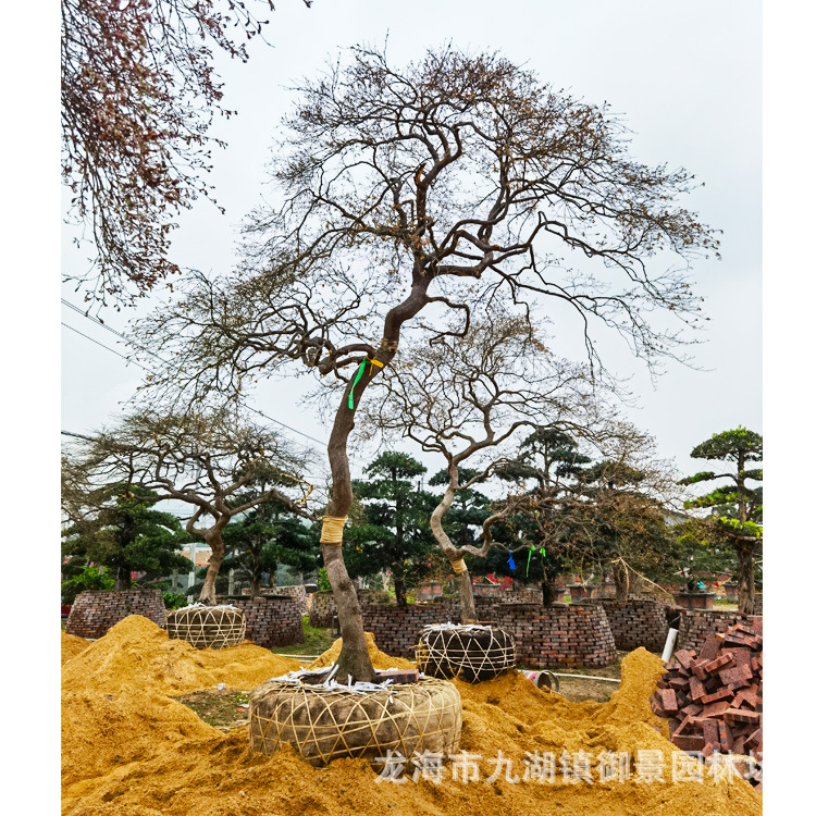 日本羽毛枫价格 日本红枫批发 日本庭院树供应 日本风景树销售