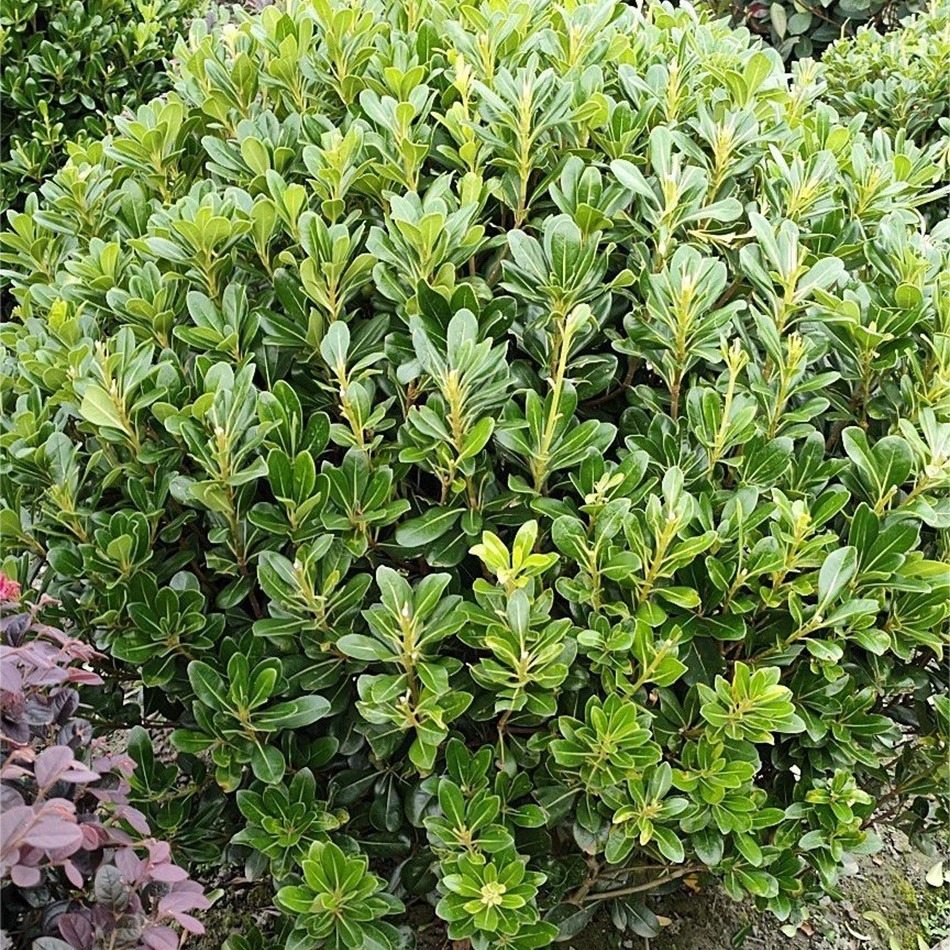 海桐球 宝珠香球 山矾球 小灌木球 成都园林绿化工程苗木地被植物