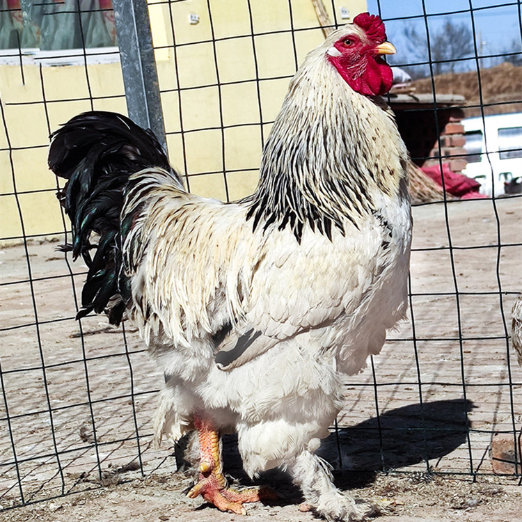 观赏鸡出售婆罗门鸡小鸡活鸡崽巨型大体型梵天鸡苗宠物鸡种蛋