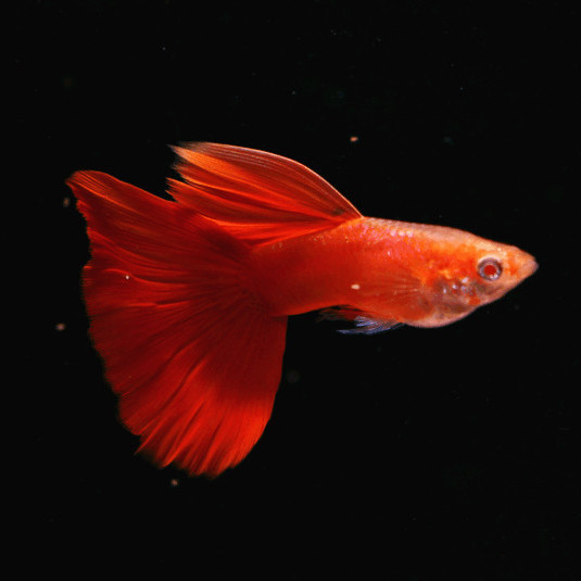 【极品血红】血红孔雀鱼精品血红大背全红白子台湾美国全红活体