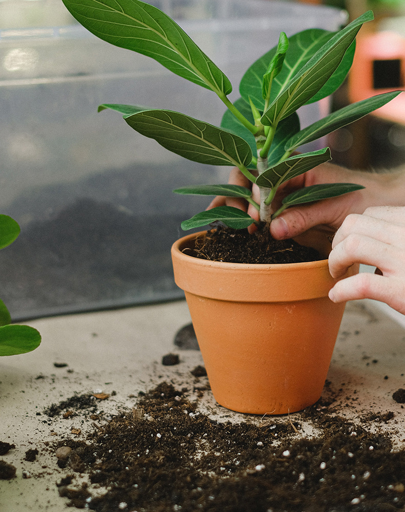 荷兰捷菲jiffy纯泥炭土 小盆栽 无土栽培蔬菜草花育苗基质300l