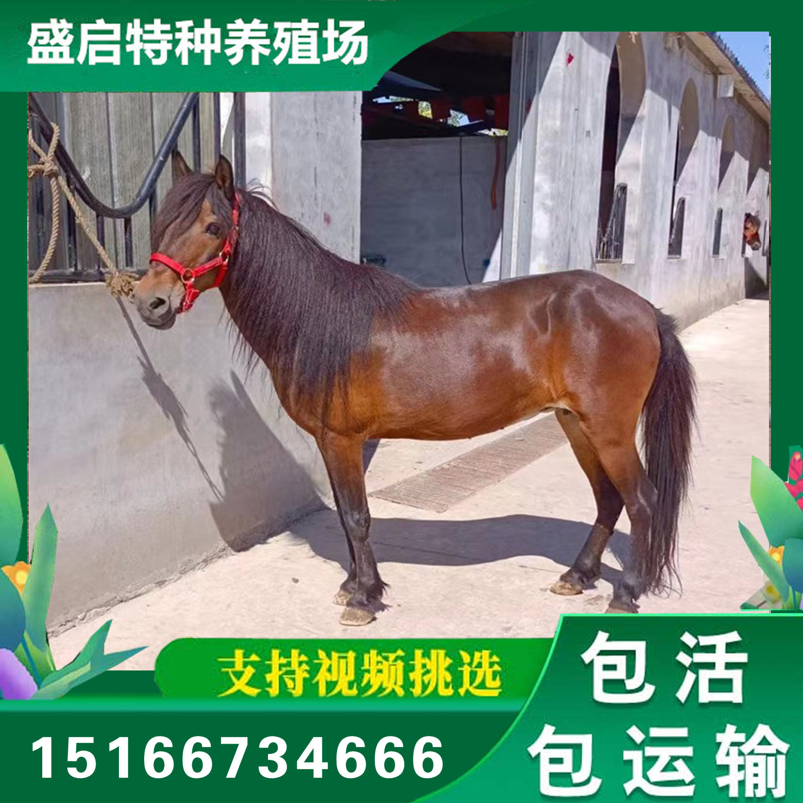 景区观赏马 矮马小马驹骑乘马活体 一匹训好的马匹多少钱活马出售