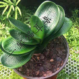 长春君子兰精品珍珠猫耳朵宽短圆麻钢板微短掌中宝室内盆栽绿植