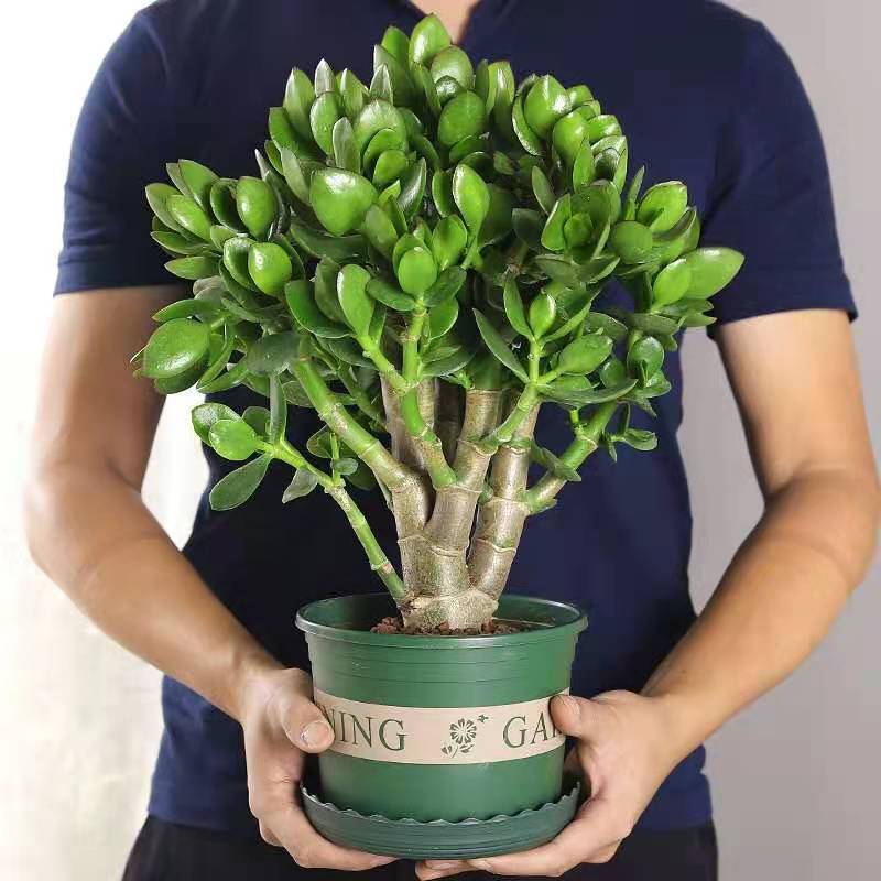 多肉植物玉树盆栽老桩大叶玉树燕子掌万年青室内净化空气绿植花卉