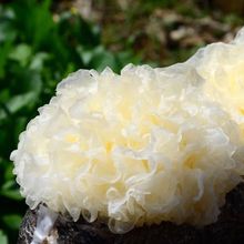 正宗古田特产新鲜白木耳人工培育菌种菌包