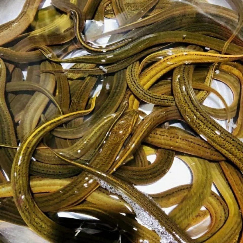 黄鳝鱼鲜活包活到家鲜活鱼现杀新鲜长鱼鳝鱼活体鳝鱼鳝片厂家批发