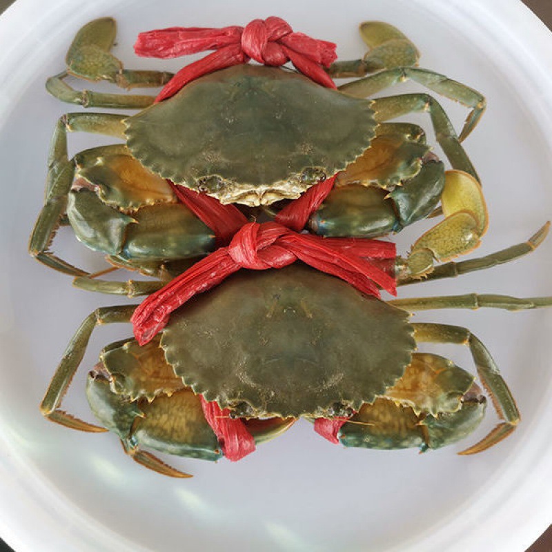 青蟹鲜活螃蟹海蟹大肉蟹菜鲟特大公蟹蝤蛑奄仔蟹海鲜水产1斤包活