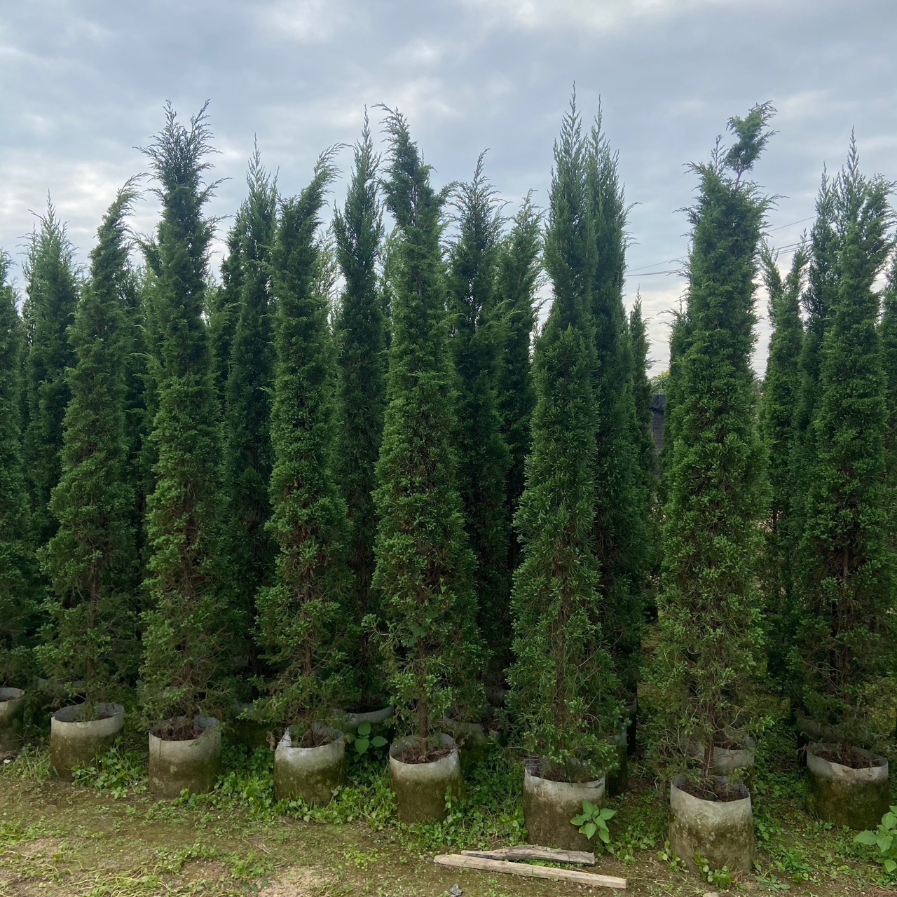 松树 松柏树 塔柏 蜀桧 墓地松 扫墓松 清明松 1.5-2.