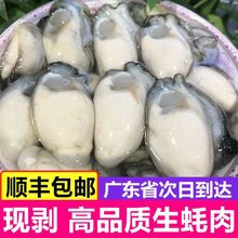 生蚝肉新鲜鲜活现剥去壳海鲜即食海蛎子牡蛎1000G包邮独立站批发