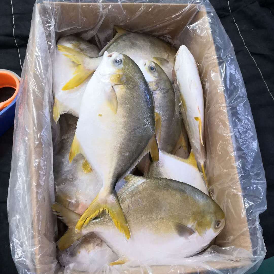 10条包邮新鲜金鲳鱼大金昌鱼海鲜鲜活冷冻大鲳鱼冰冻平鱼水产