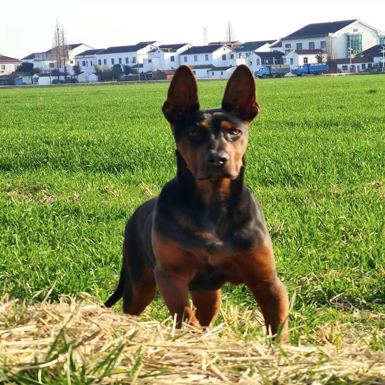 现货供应精品莱州红幼犬活体  大型看家护院狩猎犬莱州红幼犬
