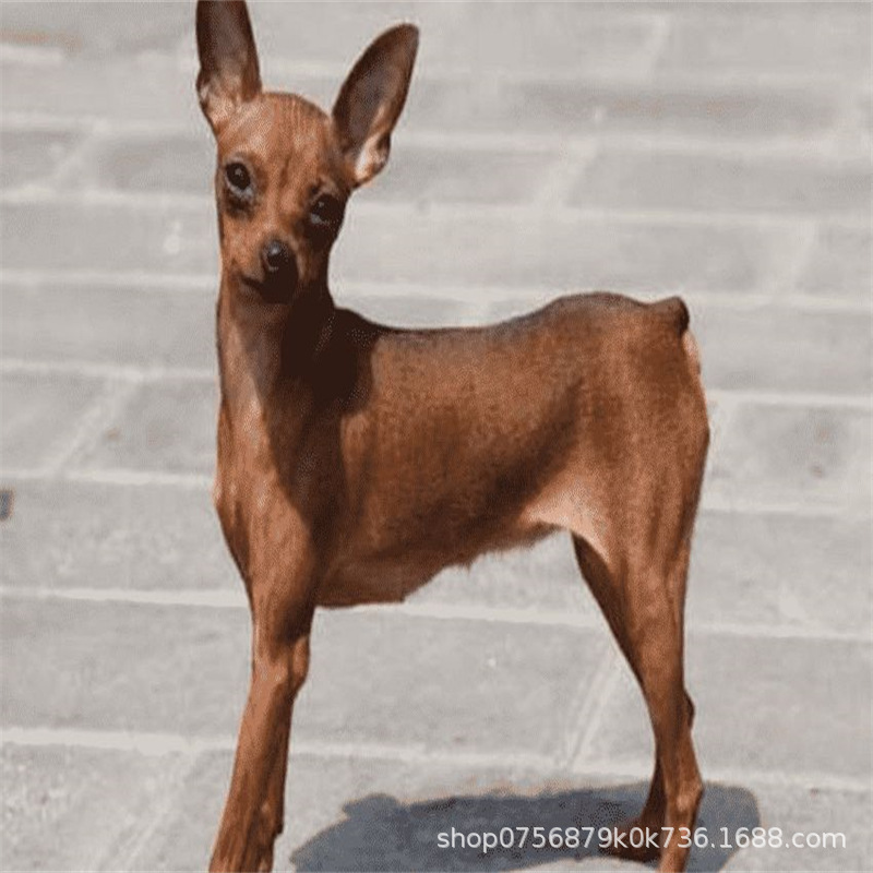 出售铁包金小鹿犬幼犬活体宠物狗短毛宠物活物迷你犬
